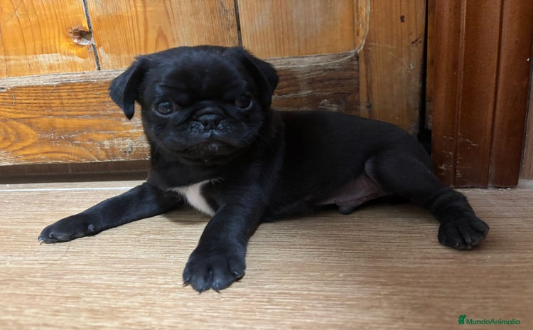 Carlino - Pug perros - Anuncio 1
