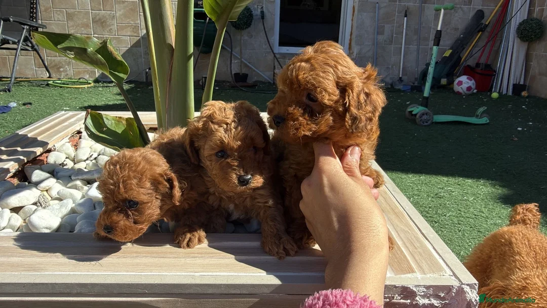 Caniche Toy perros en venta: Caniche toy - Anuncio 4