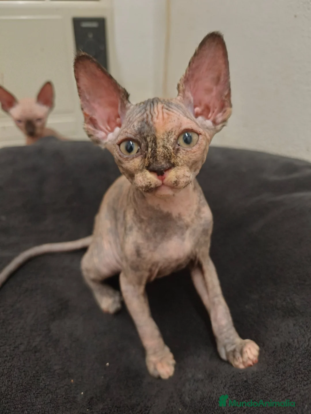 Sphynx gatos en venta: Preciosa hembrita sphynx  - Anuncio 10
