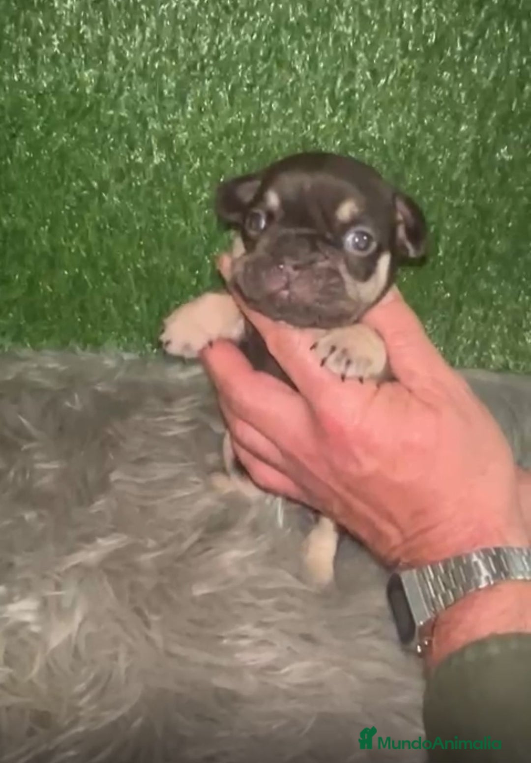 Bulldog Francés perros en venta: BULLDOG EXÓTICO CHOCOLATE TAN - Anuncio 4