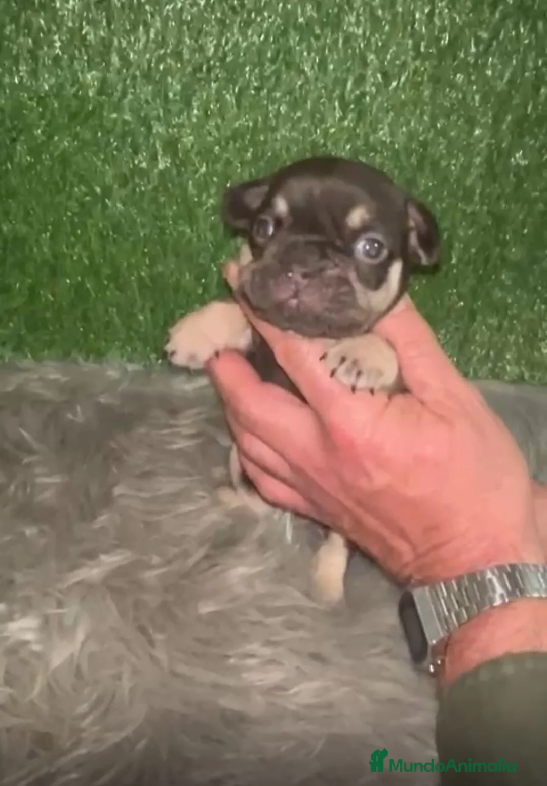 Bulldog Francés perros en venta: BULLDOG EXÓTICO CHOCOLATE TAN - Anuncio 4