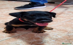 Terrier Alemán de Caza perros en venta: Disponible cachorros de Jagd terrier  - Imagen 2