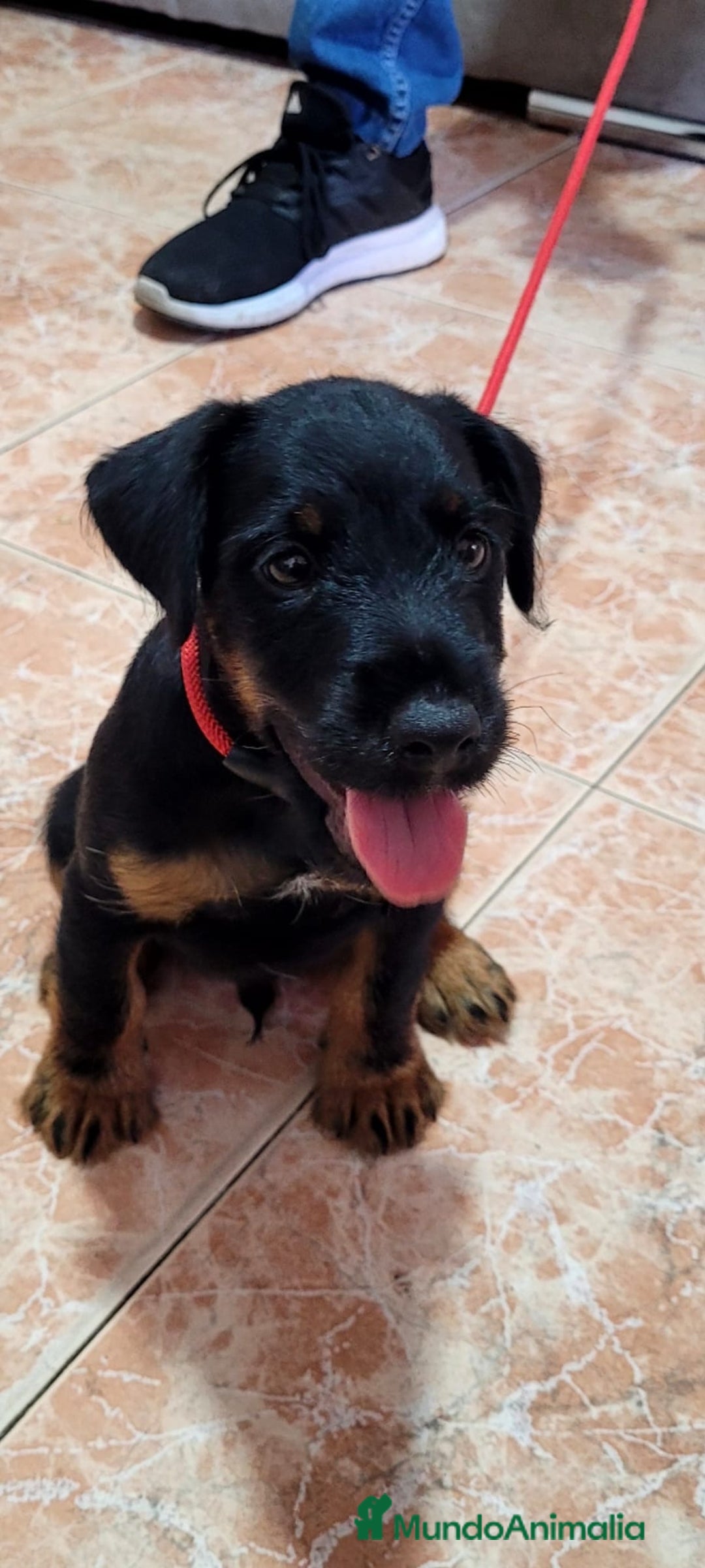 Terrier Alemán de Caza perros en venta: Disponible cachorros de Jagd terrier  - Imagen 2