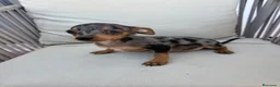 Pinscher Miniatura perros en venta: Mini pincher Exoticos  - Anuncio 4