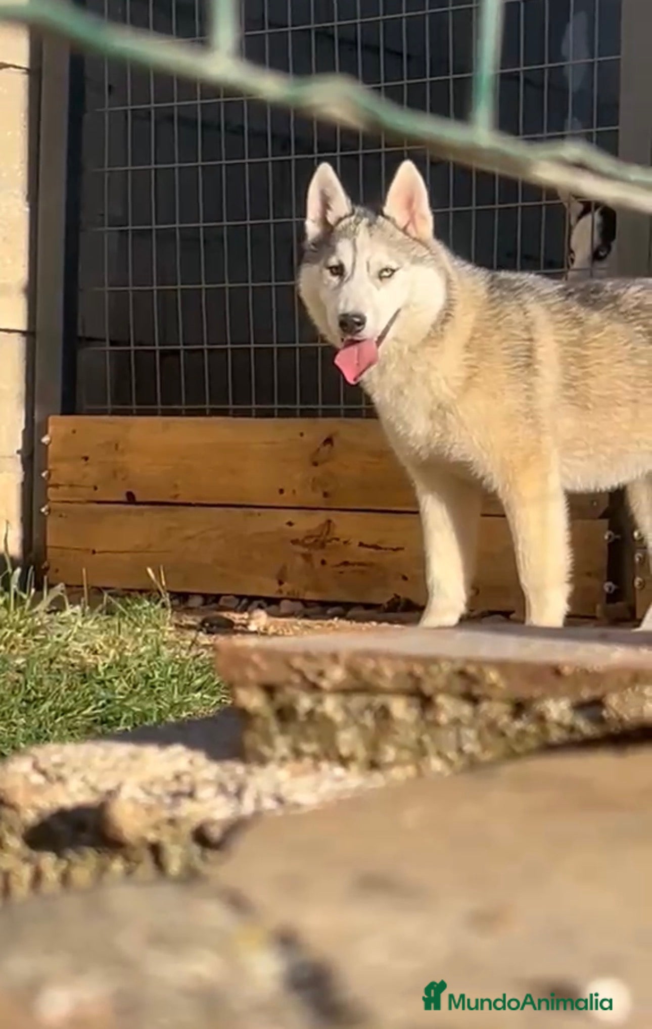 Husky Siberiano perros Preciosa ultimas cachorras  de husky siberiano  - Anuncio 2