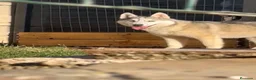 Husky Siberiano perros en venta: Preciosa ultimas cachorras  de husky siberiano  - Anuncio 1