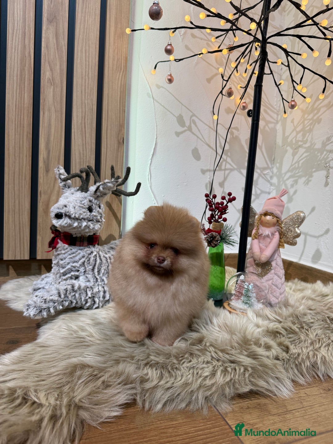 Pomerania perros en venta: Pomerania Toy - Anuncio 6