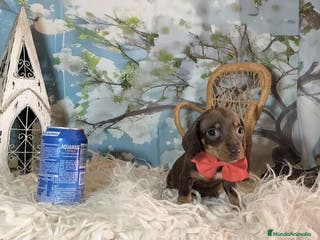 Teckel perros Teckel kanichen - Anuncio 2