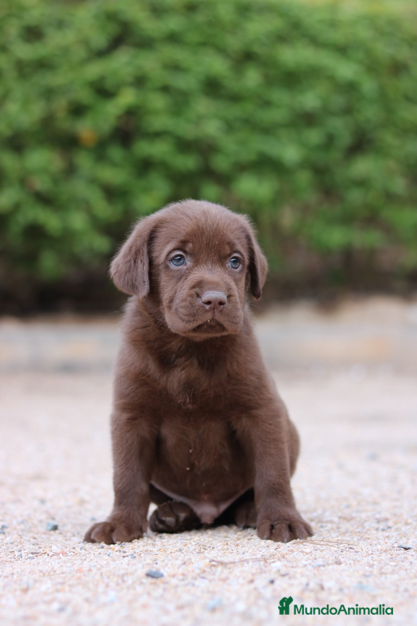 Labrador Retriever perros Preciosos cachorros de Labrador Retriever chocolat - Anuncio 1
