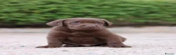 Labrador Retriever perros en venta: Preciosos cachorros de Labrador Retriever chocolat - Anuncio 1