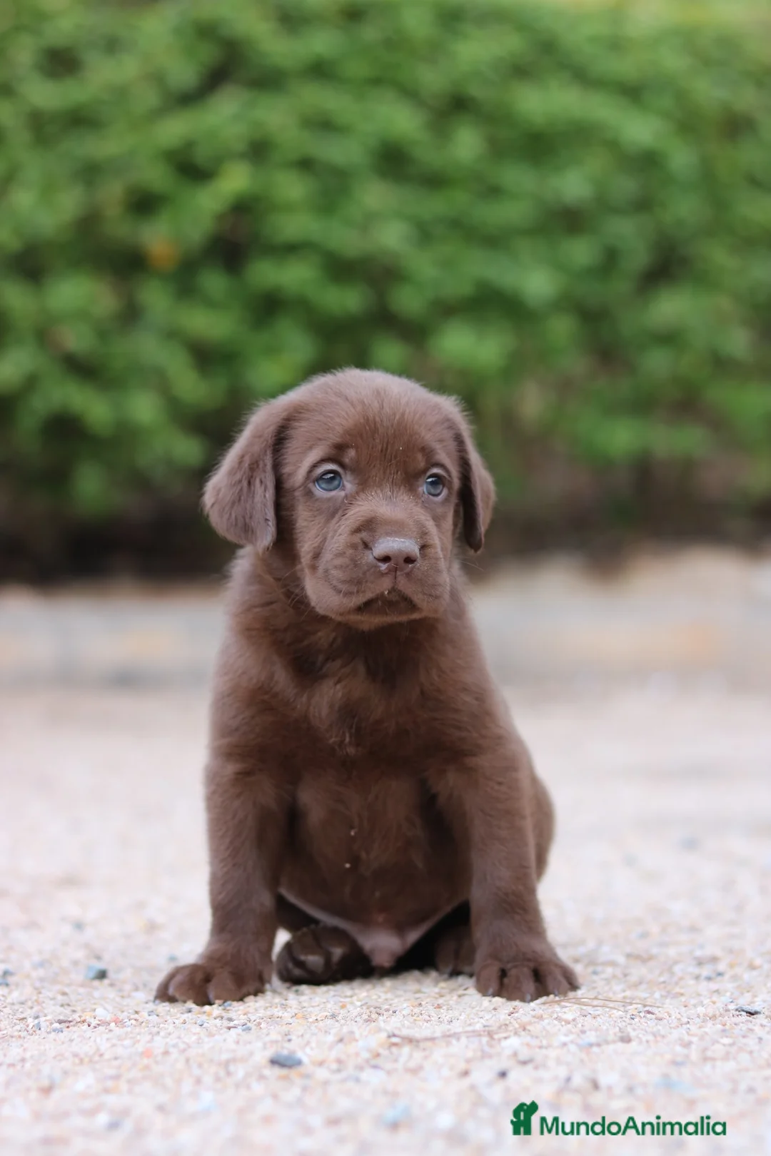 Labrador Retriever perros en venta: Preciosos cachorros de Labrador Retriever chocolat - Anuncio 1