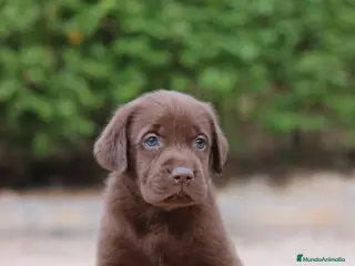 Labrador Retriever perros Preciosos cachorros de Labrador Retriever chocolat - Anuncio 1