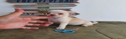 Chihuahua perros en venta: Chihuahua miniatura  - Anuncio 4