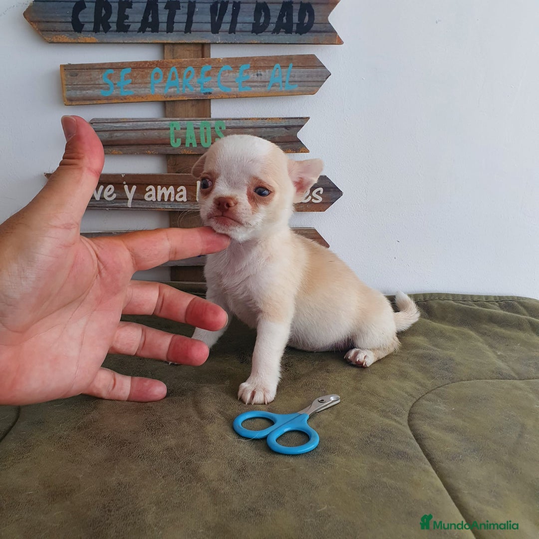 Chihuahua perros en venta: Chihuahua miniatura  - Anuncio 4