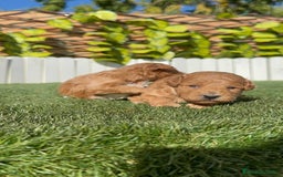 Caniche Toy perros en venta: CANICHE TOY - Imagen 4