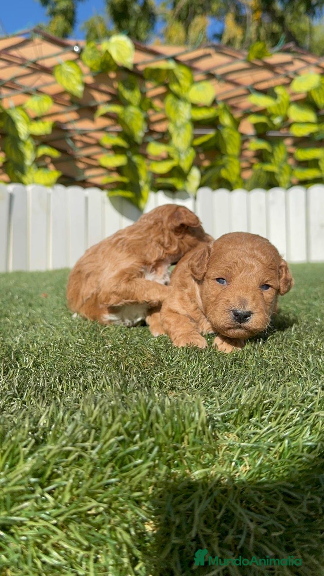 Caniche Toy perros en venta: CANICHE TOY - Imagen 4