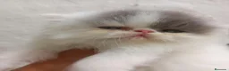 Persa gatos en venta: Persa muy chatito en Valencia - Anuncio 3