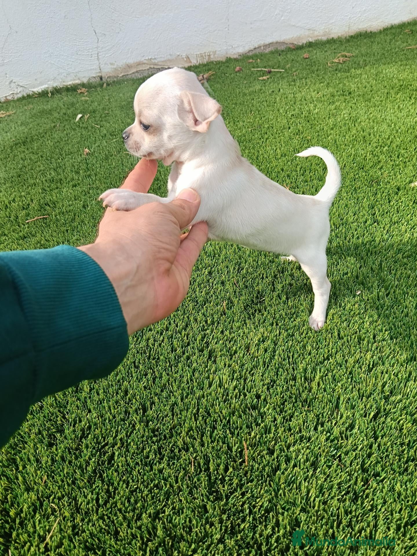 Chihuahua perros Hembrita Chihuahua Crema - Anuncio 1