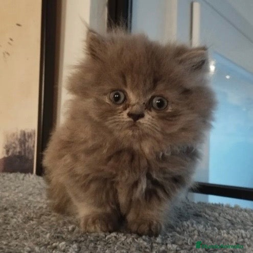 Persa gatos Persa - Anuncio 1