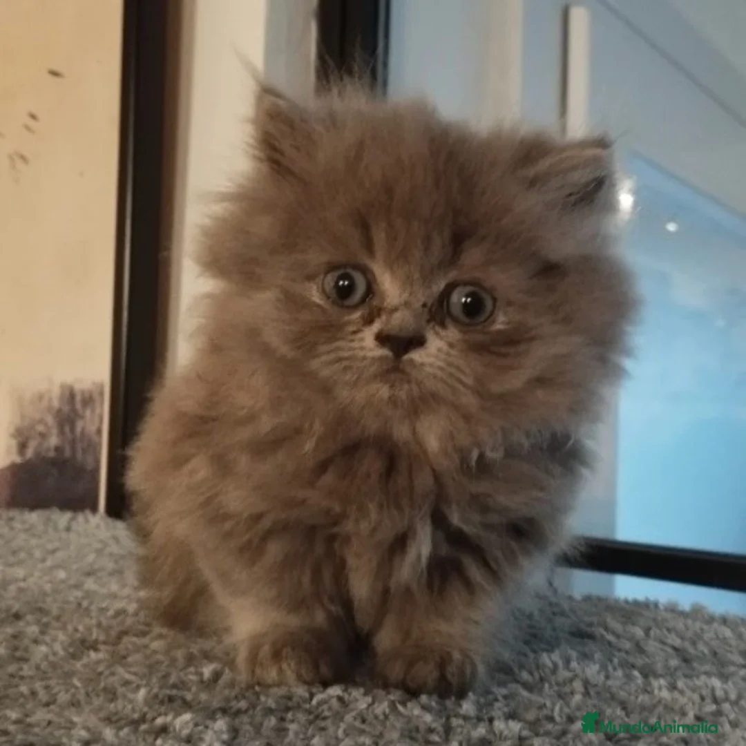 Persa gatos en venta: Persa - Anuncio 1