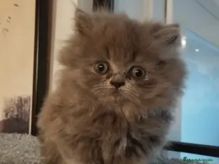 Persa gatos Persa - Anuncio 1