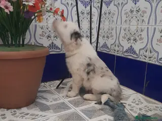 Border Collie perros BORDER COLLIE - Anuncio 1