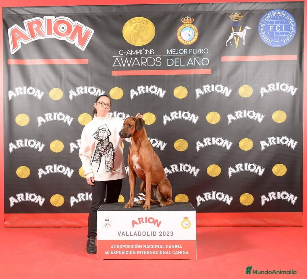 Imagen de galería {{count}}