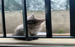 Maine Coon gatos en venta: Maine Coon Black Humo - Imagen 17