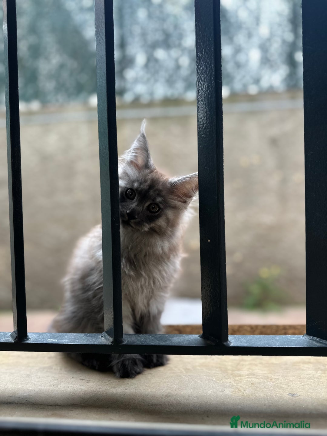 Maine Coon gatos en venta: Maine Coon Black Humo - Imagen 17