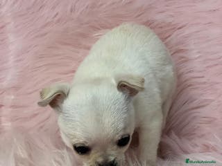 Chihuahua perros CHIHUAHUA HEMBRA BLANCA en Barcelona - Anuncio 14