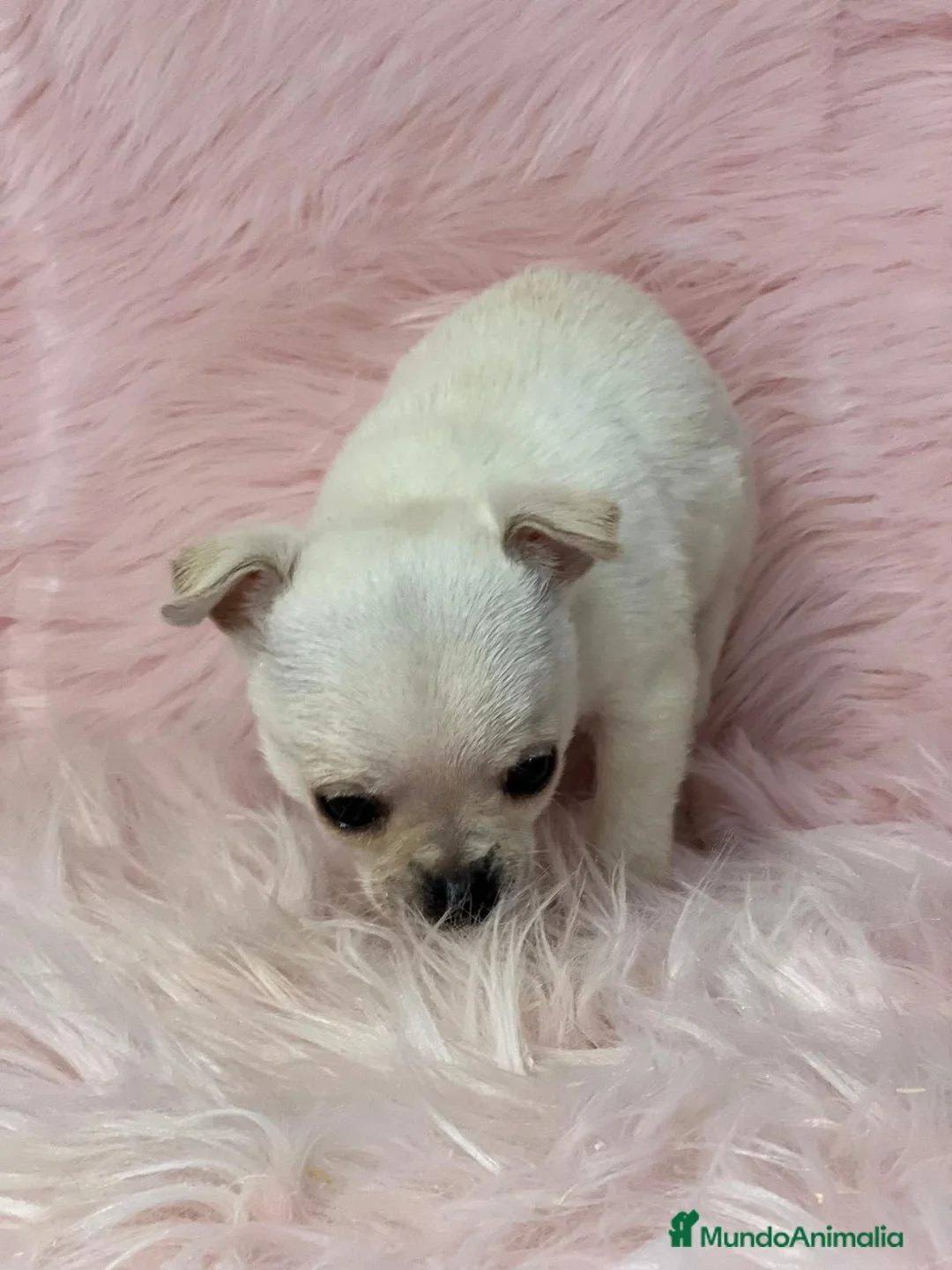 Chihuahua perros en venta: CHIHUAHUA HEMBRA BLANCA en Barcelona - Anuncio 1