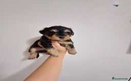Yorkshire Terrier perros en venta: Camada de Yorkshire - Anuncio 2