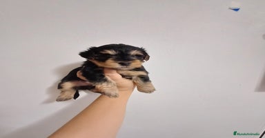 Yorkshire Terrier perros - Anuncio 3
