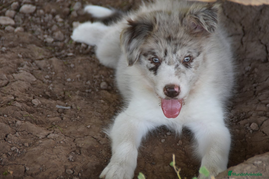 Border Collie perros en venta: MACHO rojo mirlo de Border Collie - Imagen 4
