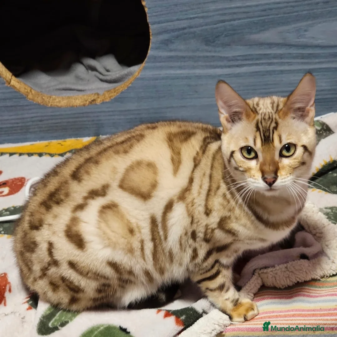 Bengalí gatos en venta: Bengalí Snow Mink - Anuncio 1