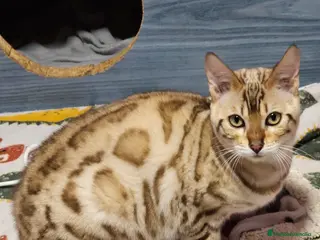Bengalí gatos Bengalí Snow Mink - Anuncio 1