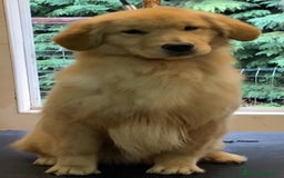 Golden Retriever perros en venta: Golden americano  - Imagen 1