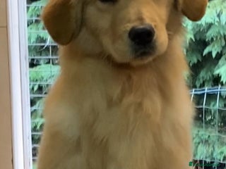 Golden Retriever perros - Anuncio 1
