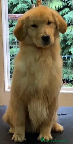 Golden Retriever perros Golden americano - Anuncio 1