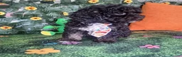 Caniche Enano perros en venta: Cachorros Caniche Enanos  - Anuncio 2