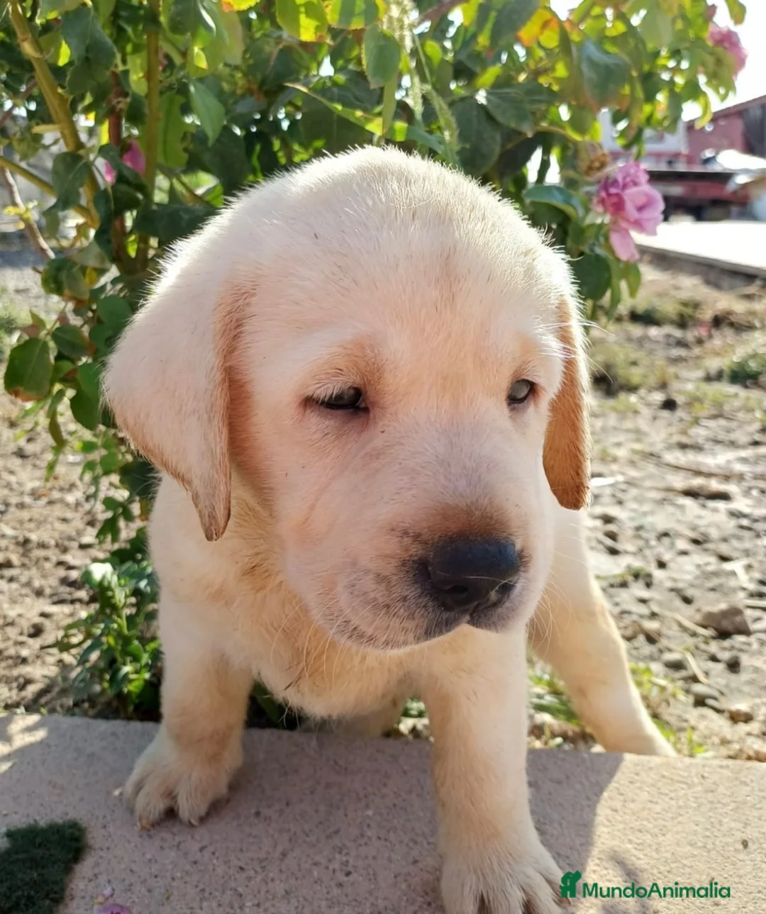 Labrador Retriever perros en venta: Labrador macho dorado🐶🐾 en Cádiz - Anuncio 7