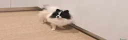 Pomerania perros en venta: Dos pomerania hembras - Anuncio 3