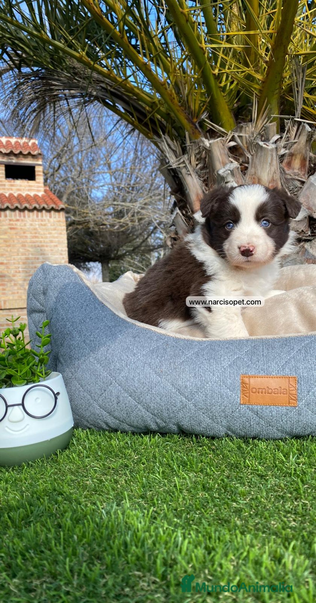 Border Collie perros en venta: CAMADA DE BORDER COLLIE CHOCOLATE - Imagen 4