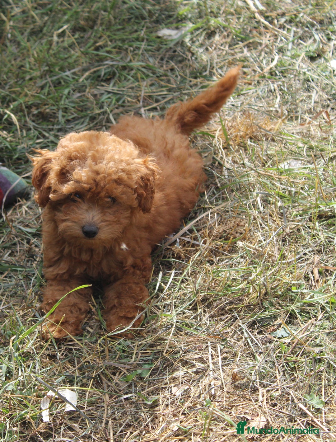 Caniche Enano perros en venta: Caniche enana roja  - Imagen 1