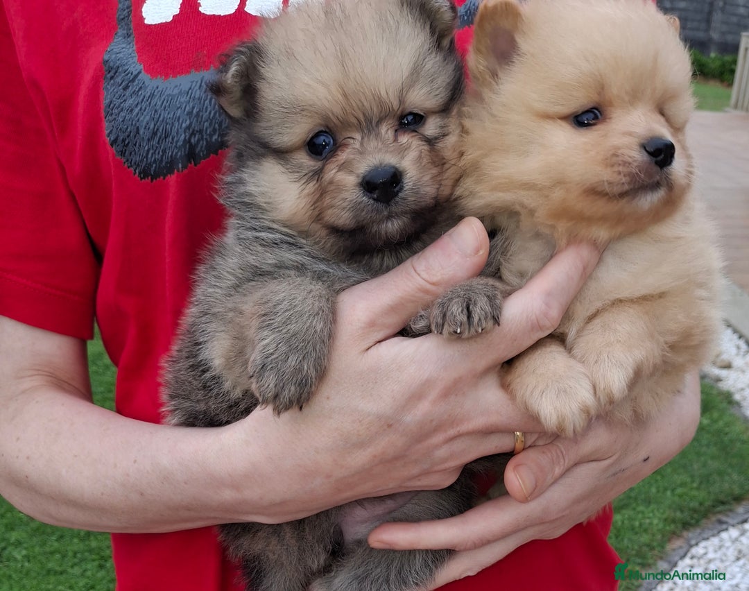 Pomerania perros en venta: Pomerania cachorros - Imagen 13