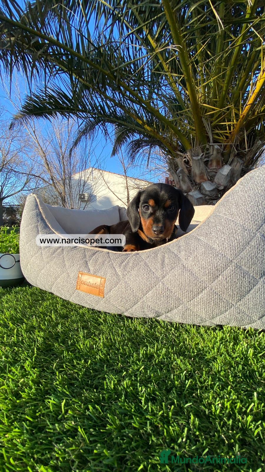 Teckel Miniatura perros TECKEL NEGRO FUEGO DISPONIBLE - Anuncio 2