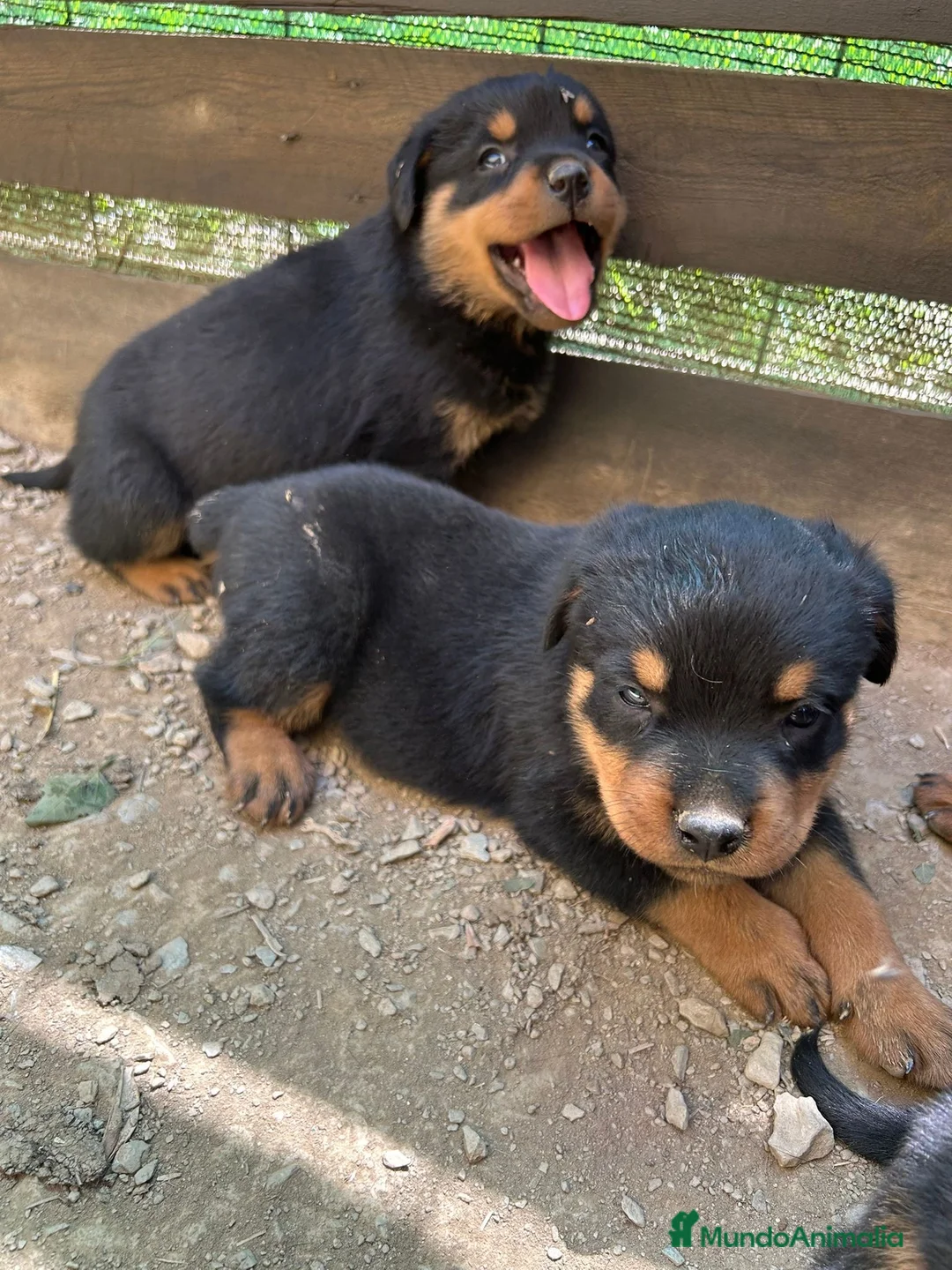 Rottweiler perros en venta: CACHORRO DE ROTTWAILER  - Anuncio 9