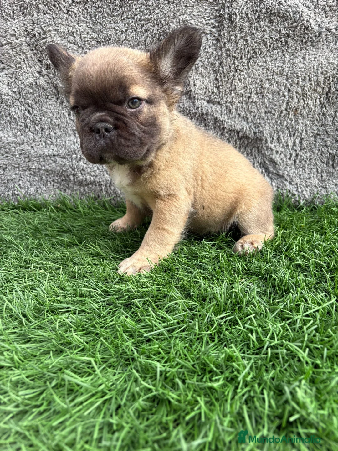 Bulldog Francés perros en venta: Cachorros Bulldog Frances Fluffy macho y hembra - Anuncio 6