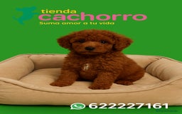 Caniche Enano perros en venta: CANICHE - Imagen 1