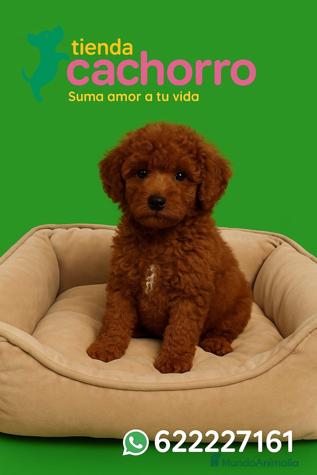 Caniche Enano perros en venta: CANICHE - Imagen 1